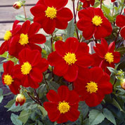 Dalia Mignon roja